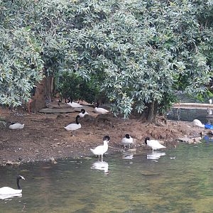 Black-necked Swans (Cygnus melancoryphus)