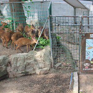 Reeves' Muntjacs (Muntiacus reevesi)