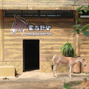 Enclosure for Mongolian Wild Ass (Equus hemionus)