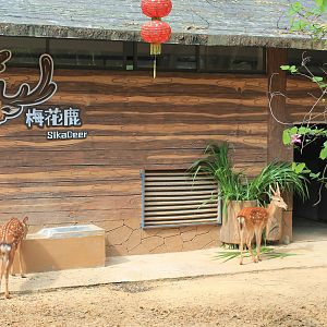 Enclosure for Sika Deer (Cervus nippon)