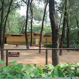 Enclosure for Red Kangaroos (Osphranter rufus)