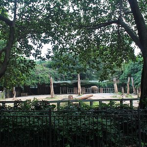 Second enclosure for White Rhinoceros (Ceratotherium simum)
