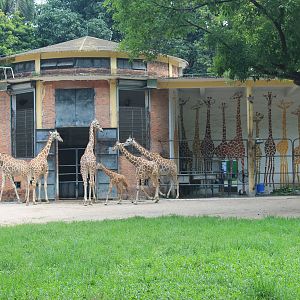 Giraffe enclosure
