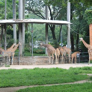 Giraffe enclosure
