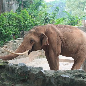 Asian Elephant