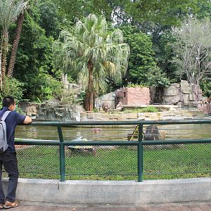 Enclosures for Common Hippopotamus (Hippopotamus amphibius)