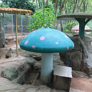 Patagonian Mara (Dolichotis patagonum) - Childrens Zoo