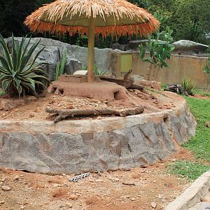 Meerkats (Suricata suricatta) - Childrens Zoo