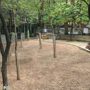 Sika Deer and domestic Goats - Childrens Zoo