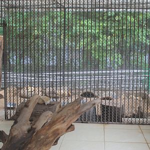 Fennec Foxes (Vulpes zerda) - Childrens Zoo