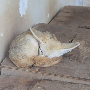Fennec Fox (Vulpes zerda) - Childrens Zoo
