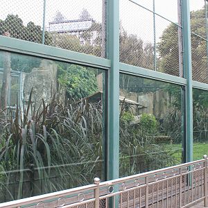 Tiger enclosures