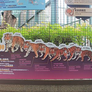 Tiger signage