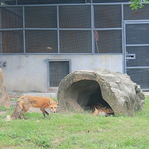 Red Foxes (Vulpes vulpes)