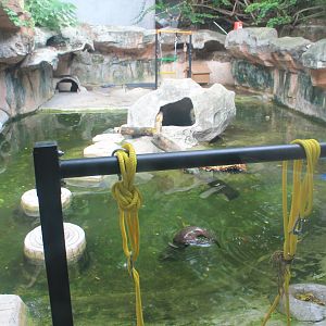 Enclosure for Small-clawed Otter (Aonyx cinereus)