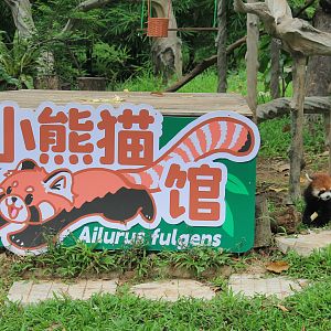 Enclosure for Chinese Red Panda (Ailurus [fulgens] styani)