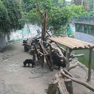 Enclosure for Sun Bear (Helarctos malayanus)
