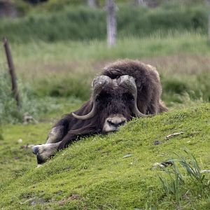 Musk Ox