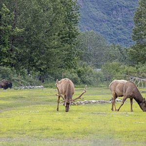 Bull Elk and Bull Wood Bison