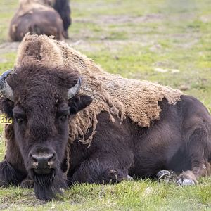 Wood Bison cow