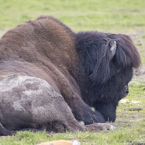 Wood Bison breeding bull