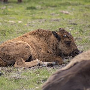 Wood Bison calf