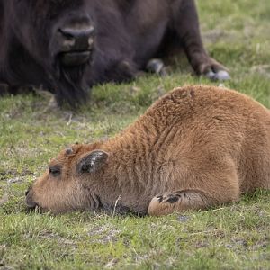 Wood Bison calf