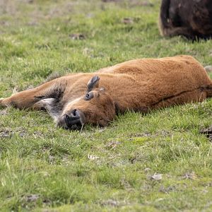 Wood Bison calf