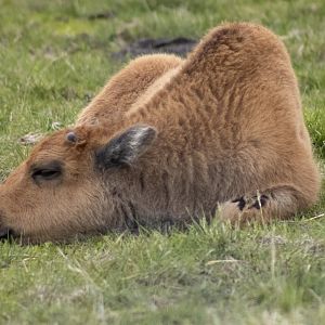 Wood Bison Calf