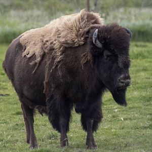 Wood Bison cow
