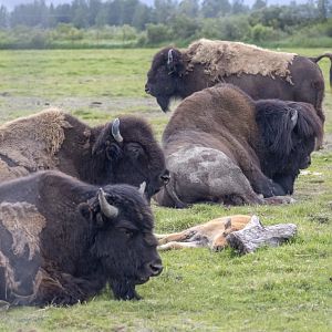 Wood Bison breeding herd