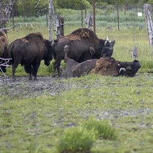 Wood Bison bulls