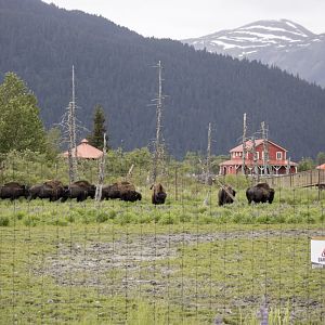 Wood Bison bulls.  This exhibit is visible from the road and does not require an admission to view
