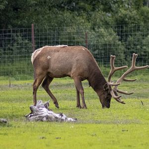 Elk