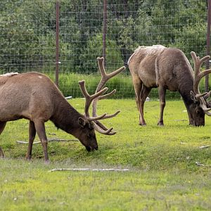Elk bulls