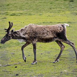 Caribou