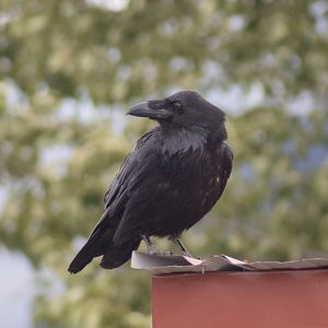 Common Raven