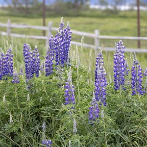 Lupines