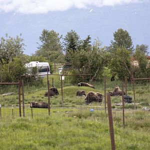 Musk Ox herd
