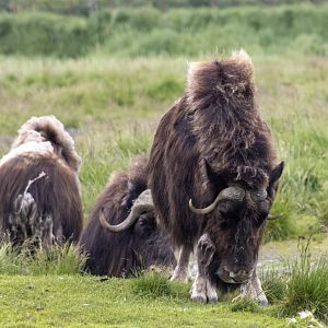 Musk Ox