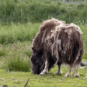Musk Ox