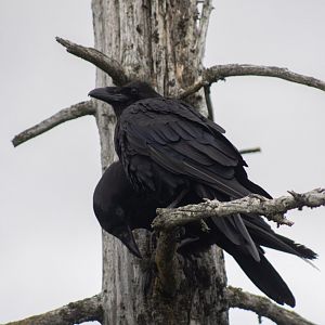 Common Ravens