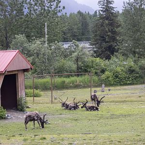 Reindeer Exhibit