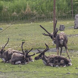 Reindeer (this exhibit was signed Reindeer, the other signed Caribou)