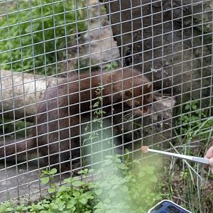 American Mink with keeper