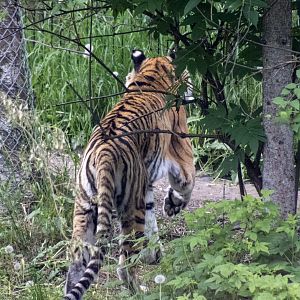 Amur Tiger from the rear, highlighting camouflage, the white ear spots, and a good view of a front paw.