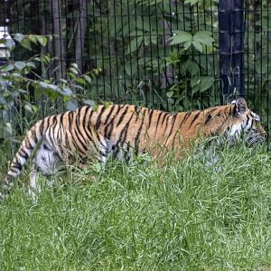 Amur Tiger