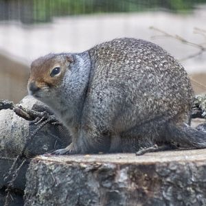 Arctic Ground Squirrel