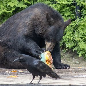 American Black Bear and Common Raven