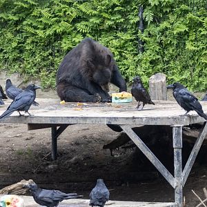 American Black Bear and Common Ravens